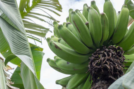 banana bunch on banana tree with several large green leaves in a cloudy dayの写真素材