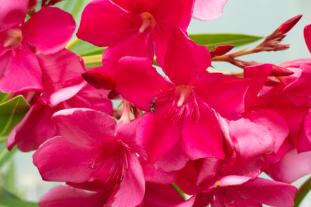 beautiful view of a Nerium oleander with leaves in a sunny dayの写真素材