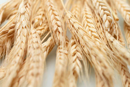 close of several dried wheat seed stalks on a white background.の写真素材