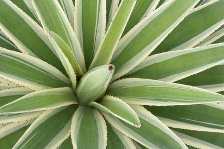 top view of Agave sisalana plant on a sunny day.の写真素材