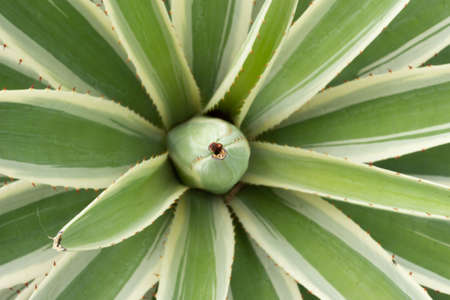top view of Agave sisalana plant on a sunny day.の写真素材
