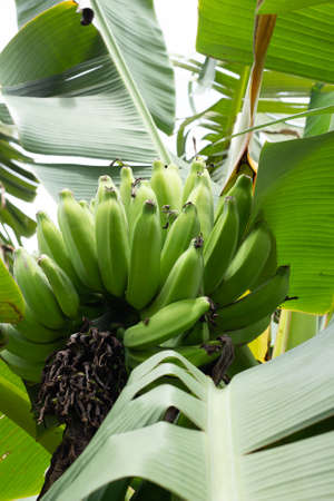 banana bunch on banana tree with several large green leaves in a cloudy dayの写真素材