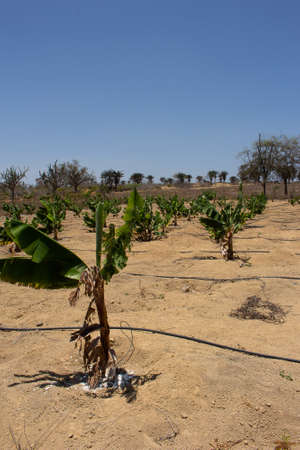 irrigated banana plantation in a dry place on a sunny dayの写真素材