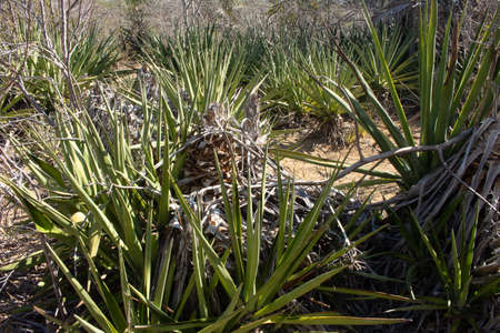 sisal plantation on a sunny dayの写真素材