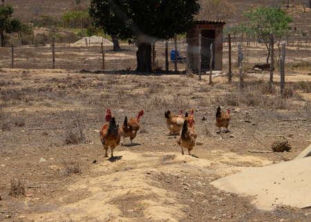 common chickens in a dry placeの写真素材