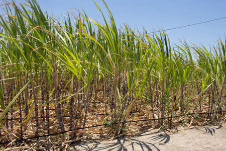 irrigated sugarcane planting in a dry place on a sunny dayの写真素材