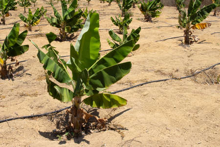 irrigated banana plantation in a dry place on a sunny dayの写真素材