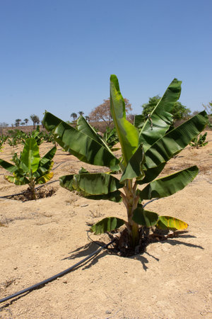 irrigated banana plantation in a dry place on a sunny dayの写真素材