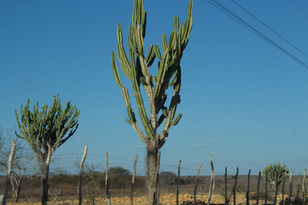 dividing fence in a Brazilian caatinga landscape with several cactus treeの写真素材