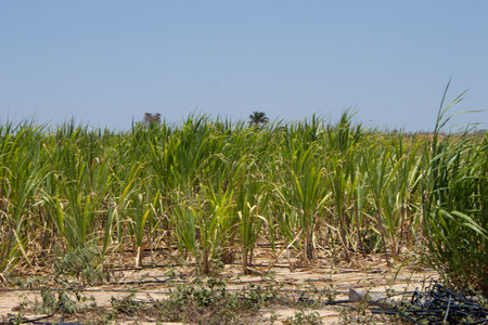 irrigated sugarcane planting in a dry place on a sunny dayの写真素材
