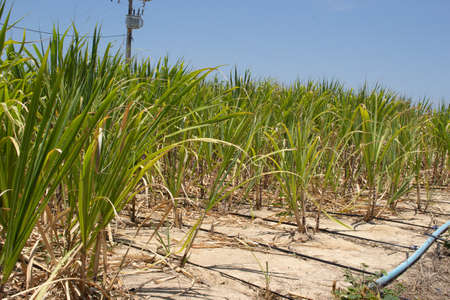 irrigated sugarcane planting in a dry place on a sunny dayの写真素材