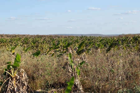 banana plantation in  dry placeの写真素材