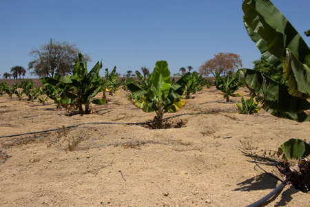 irrigated banana plantation in a dry place on a sunny dayの写真素材