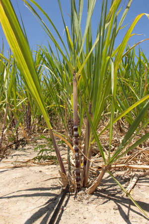 irrigated sugarcane planting in a dry place on a sunny dayの写真素材