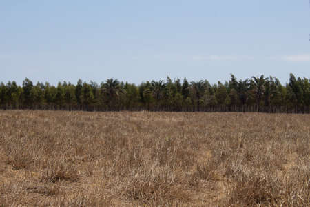 pasteboard fence with eucalyptus plantation in the backgroundの写真素材