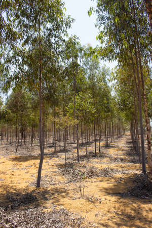 eucalyptus plantation on a sunny dayの写真素材