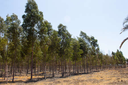 eucalyptus plantation on a sunny day