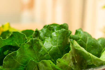 Cabbage leaves inside a bowl of stainless steel on a wood backgroundの写真素材