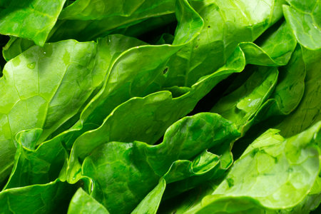 Cabbage leaves inside bowl full of waterの写真素材