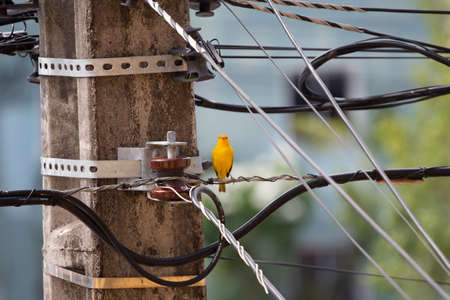 Brazilian bird called isolated canary surrounded by several electricity linesの写真素材