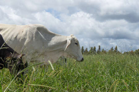 Cow grazing on a large green pastureの写真素材