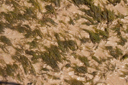 close up of green coral marine texture on a sunny day