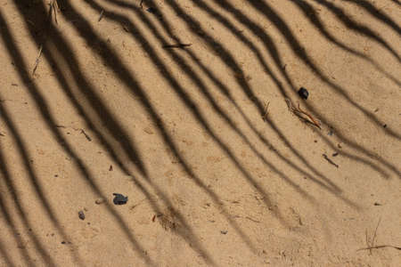 closeup of the shadow of a coconut tree on the beach sandの写真素材
