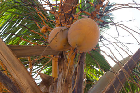 yellow coconut on the tree on a sunny day