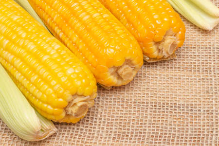 several corns cooked in a corn husk on a table