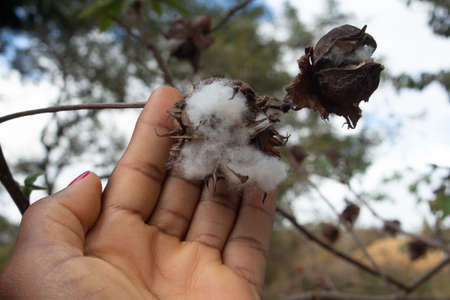 hand holding on a cotton ball at the field