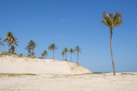 beautiful landscape with coconut trees close to the beach