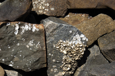 big stones with sea shellsの写真素材