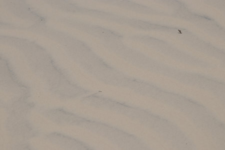 beautiful beige beach sand textureの写真素材