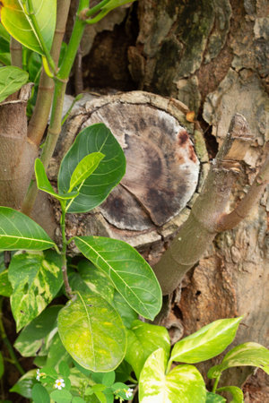 tree trunk cut - earth day