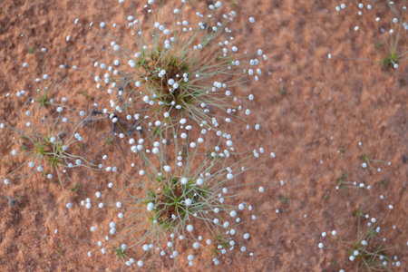 superclose of typical cerrado plant called "chuveirinho"の写真素材