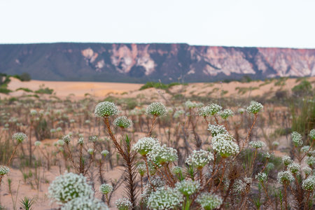 beautiful Brazilian landscape with typical cerrado plant called "chuveirinho" and mountains in the backgroundの写真素材