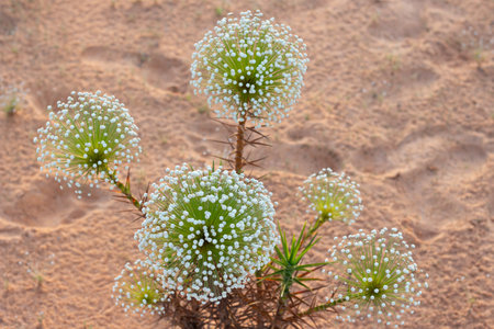 superclose of typical cerrado plant called chuveirinho