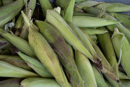 bowl full of green hulled corn cobsの写真素材