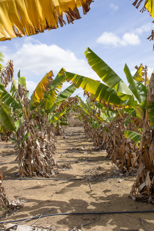 large banana plantation with irrigation systemの写真素材