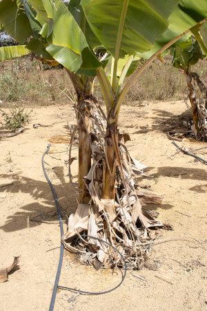 detail of irrigation system in large plantation of bananaの写真素材
