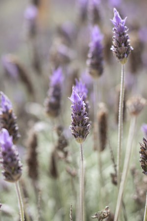 Brazil lavender plants in a gardenの写真素材