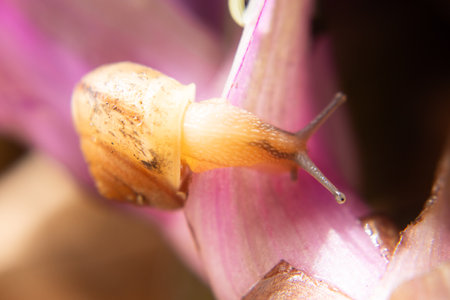 macro of a snail on a green and lilac bushの写真素材