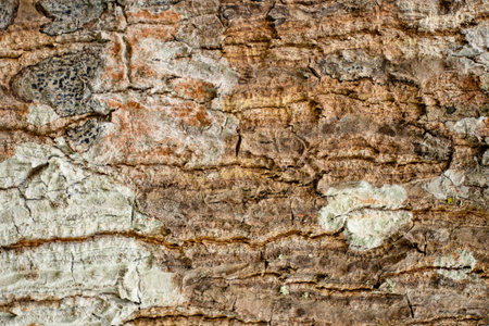 beautiful natural texture of tree in daylightの写真素材