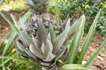 pineapple bush full of fruitsの写真素材