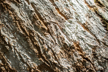 beautiful natural texture of tree in daylightの写真素材
