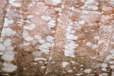 beautiful natural texture of tree in daylightの写真素材