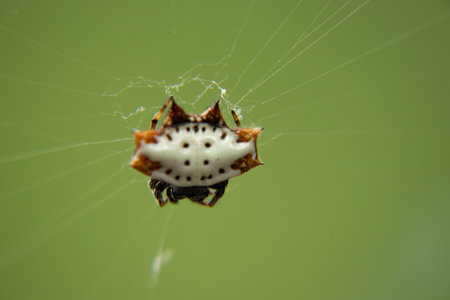 macro photo of a small arachnidの写真素材