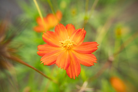 beautiful orange flower with green backgroundの写真素材
