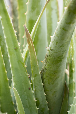 close up view of aloe plantの写真素材