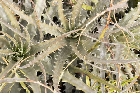 close up view of bromeliad plantの写真素材